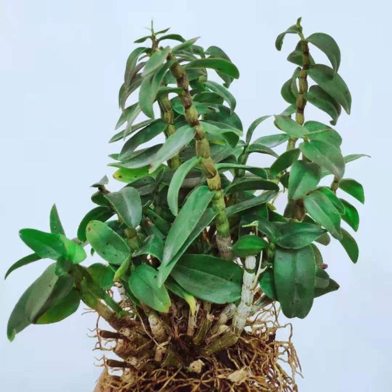 可食用铁皮石斛苗盆栽花卉绿植室内送种植材料吊兰三年苗5月