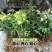 可食用铁皮石斛苗盆栽花卉绿植室内送种植材料吊兰三年苗5月