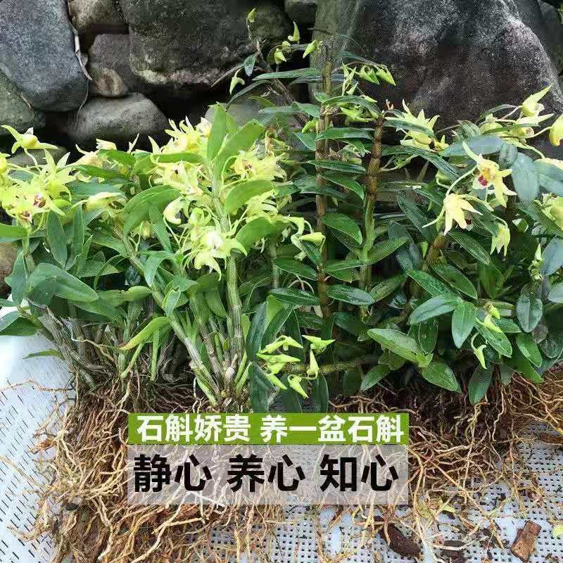 可食用铁皮石斛苗盆栽花卉绿植室内送种植材料吊兰三年苗5月