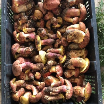 精品组合野生菌套装