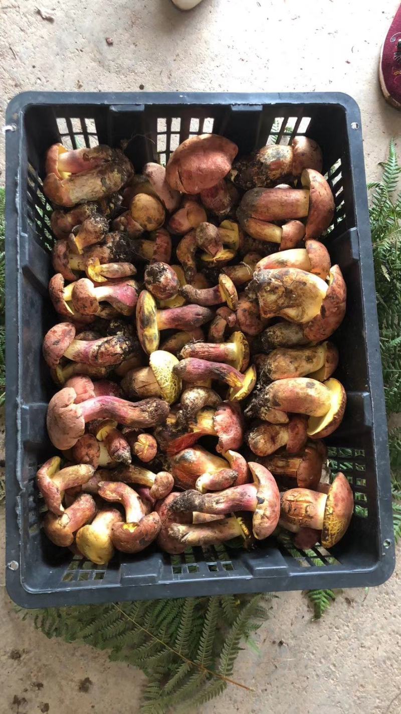 精品组合野生菌套装