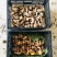 精品组合野生菌套装