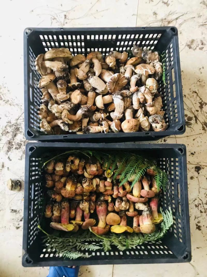 精品组合野生菌套装