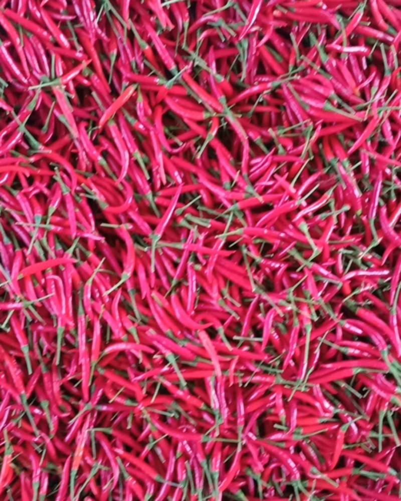 河南蔬菜