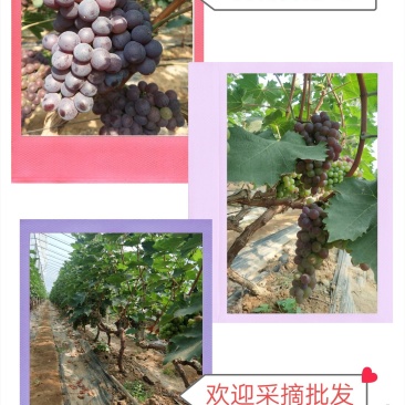 玫瑰香葡萄