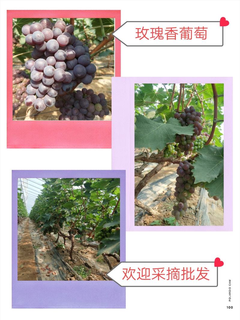 玫瑰香葡萄