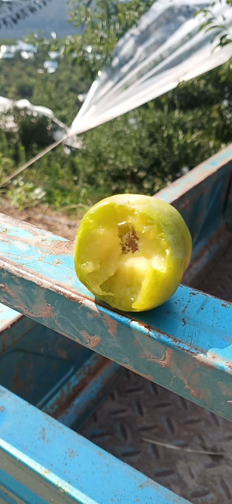 青脆李