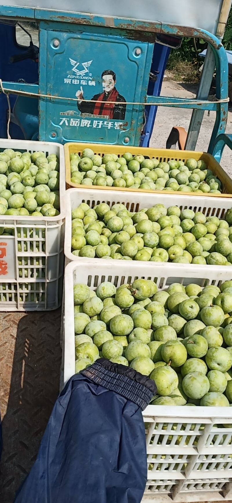 青脆李