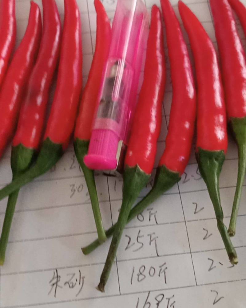河南蔬菜