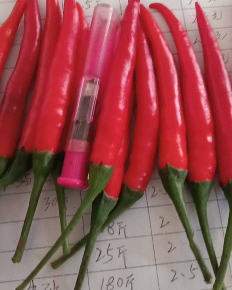 河南蔬菜