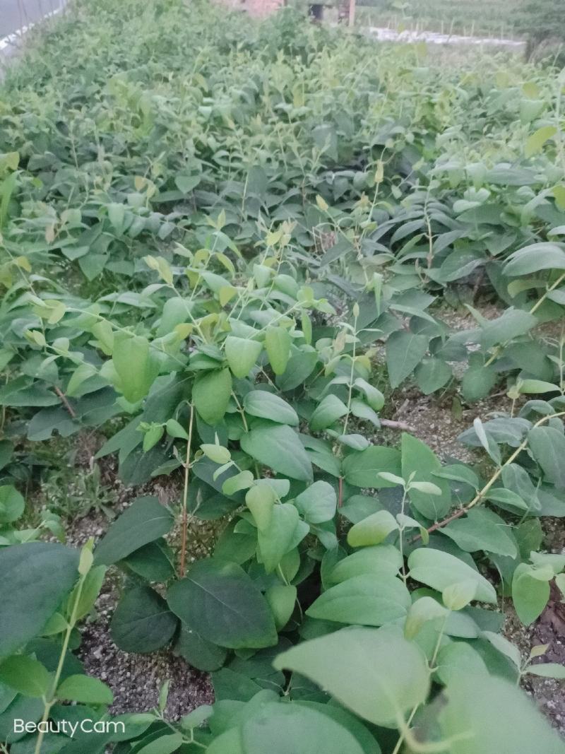 湘雷金银花