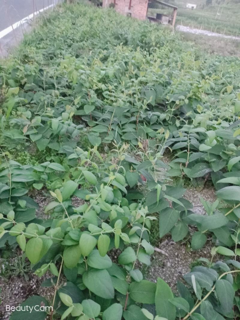 湘雷金银花