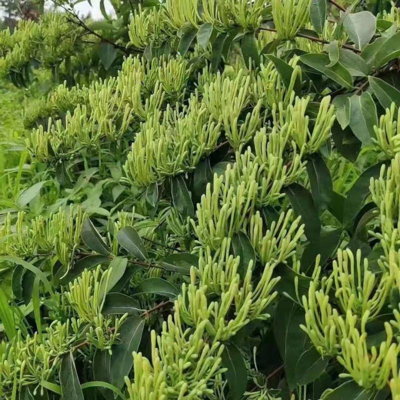 湘雷金银花