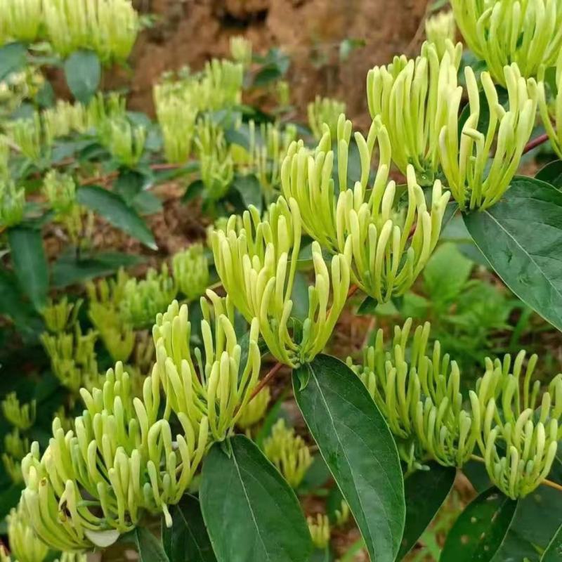 湘雷金银花