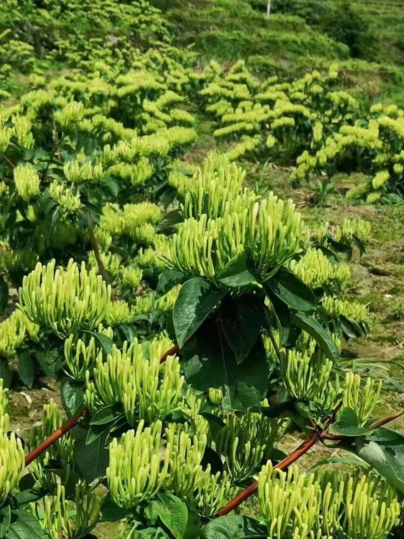 湘雷金银花