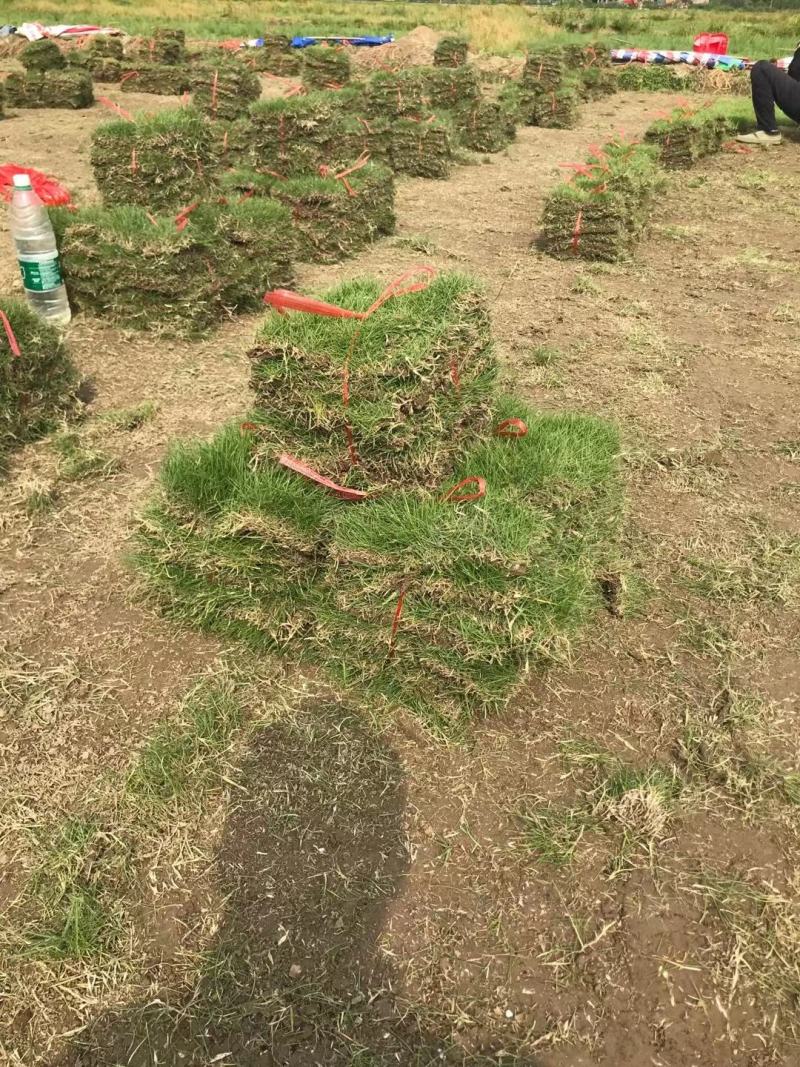 台湾草十层草（草块草卷）
