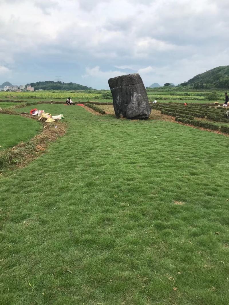 台湾草十层草（草块草卷）
