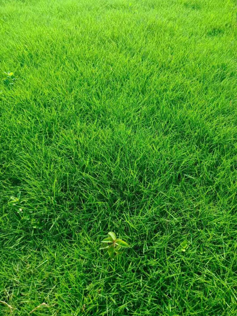 台湾草十层草（草块草卷）