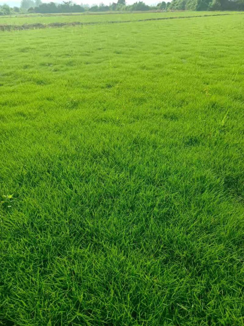 台湾草十层草（草块草卷）