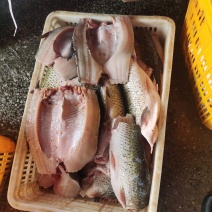 草鱼身