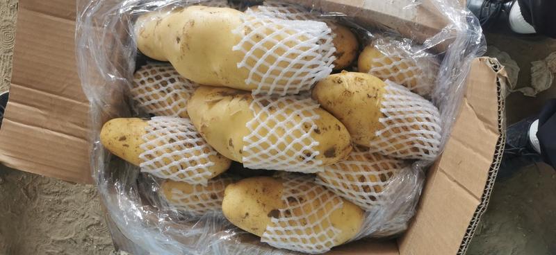 荷兰十五土豆滕州土豆大量上市，颜色好，薯型佳，个头大