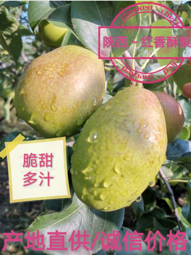 【红香酥梨】陕西蒲城新鲜采摘视频看货/线上供应全国代发…