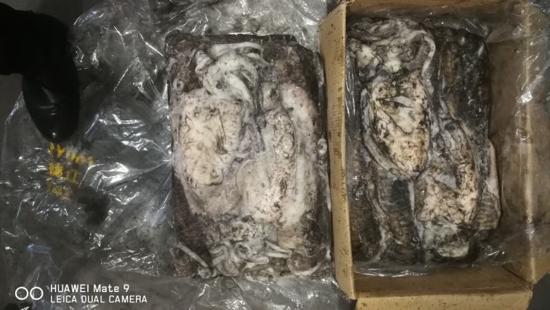 印度墨鱼