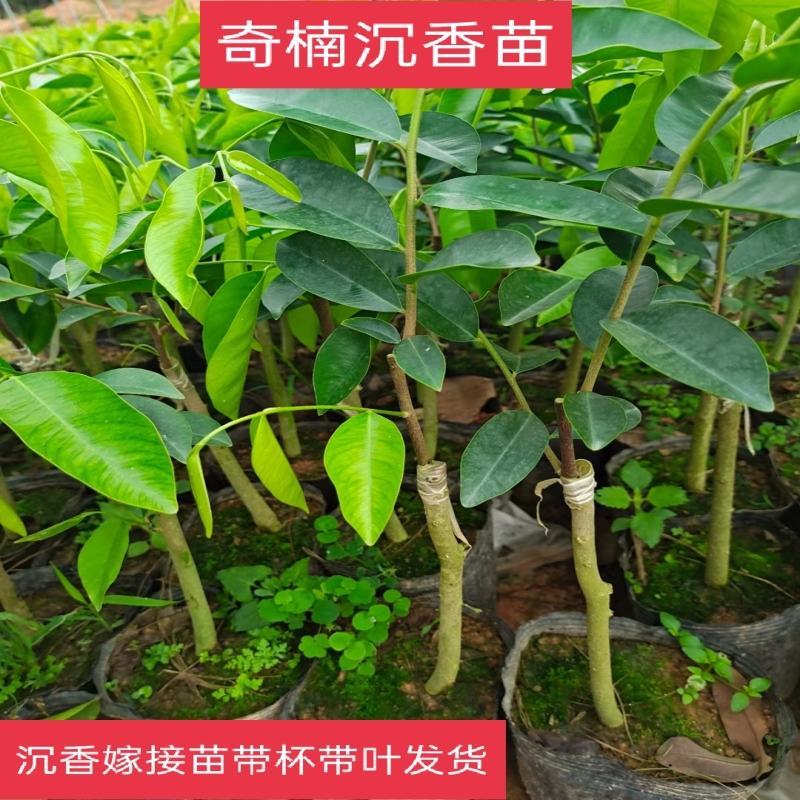 沉香树苗奇楠沉香苗嫁接苗带杯