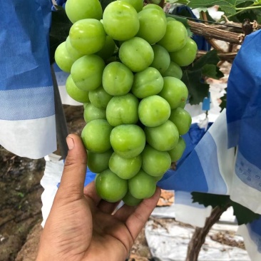 阳光玫瑰
