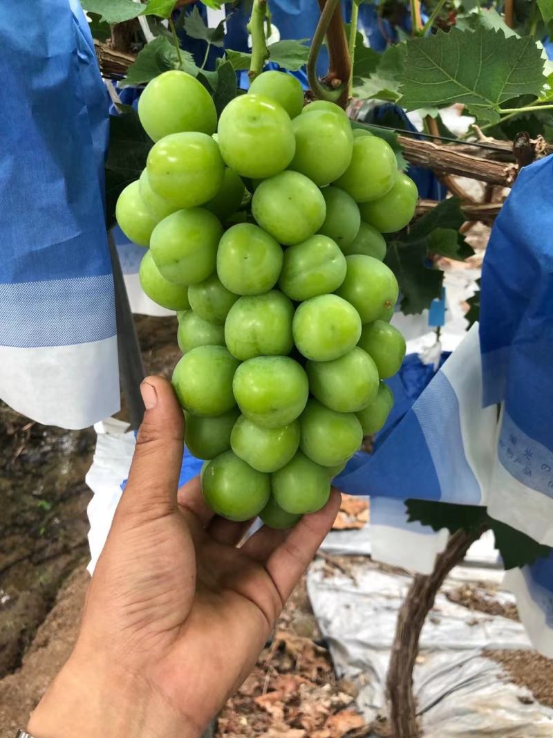 阳光玫瑰
