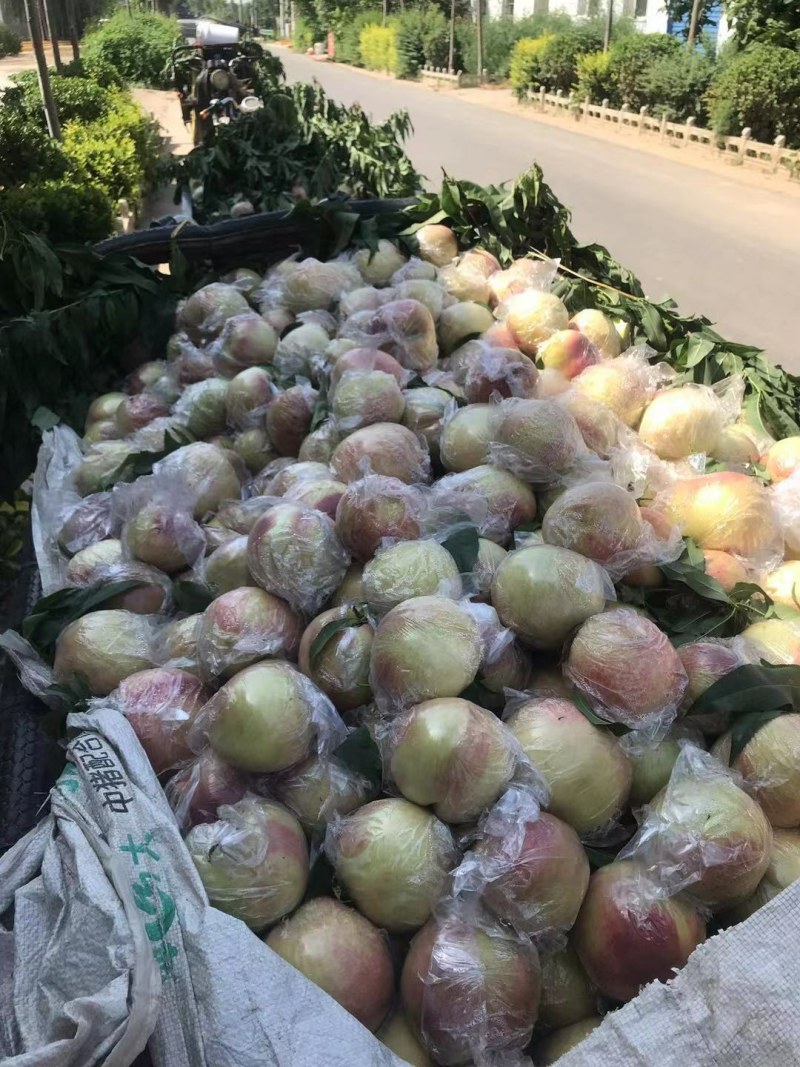 毛桃大量有货