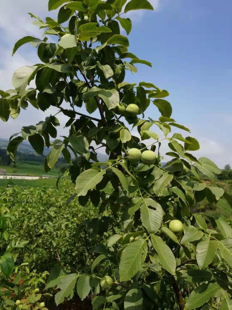 青皮核桃山地薄皮核桃农民伯伯颗颗精选3000斤