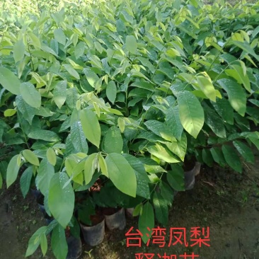 自家种植台湾凤梨释迦嫁接苗中袋~小袋苗~裸根苗