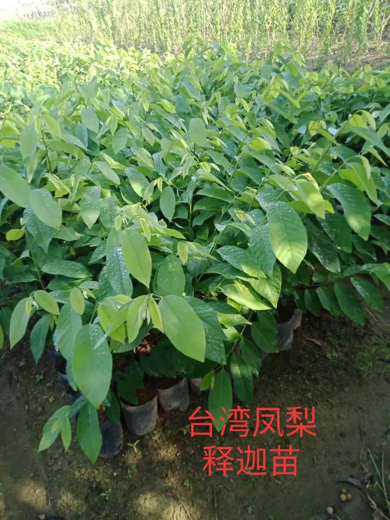 自家种植台湾凤梨释迦嫁接苗中袋~小袋苗~裸根苗