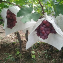 陕西红提葡萄价格，红提葡萄批发，基地直供，货源充足