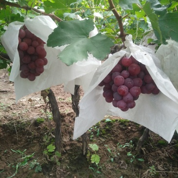 陕西红提葡萄价格，红提葡萄批发，基地直供，货源充足