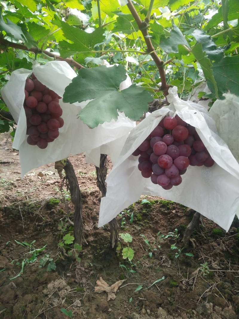 陕西红提葡萄价格，红提葡萄批发，基地直供，货源充足