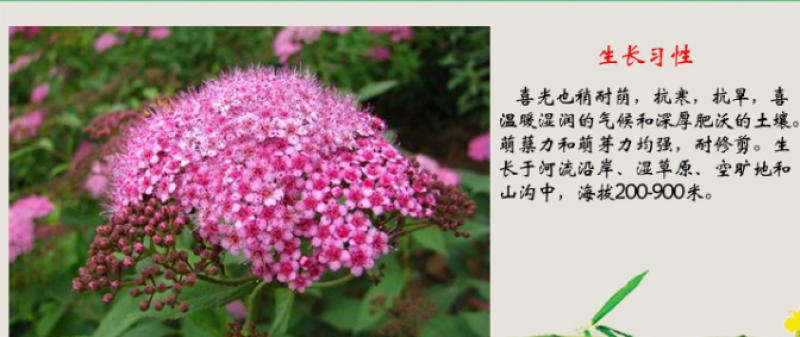 绣线菊种子，耐寒，耐旱，耐盐碱，耐瘠薄，易存货，量大优惠