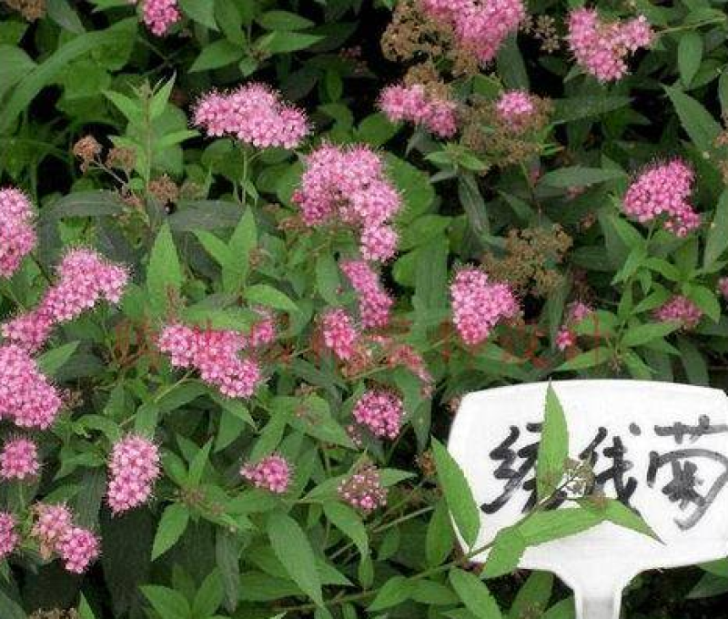 绣线菊种子，耐寒，耐旱，耐盐碱，耐瘠薄，易存货，量大优惠
