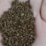 绣线菊种子，耐寒，耐旱，耐盐碱，耐瘠薄，易存货，量大优惠
