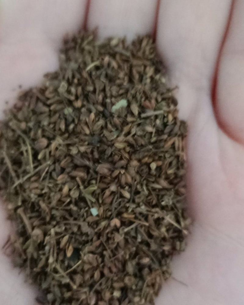 绣线菊种子，耐寒，耐旱，耐盐碱，耐瘠薄，易存货，量大优惠