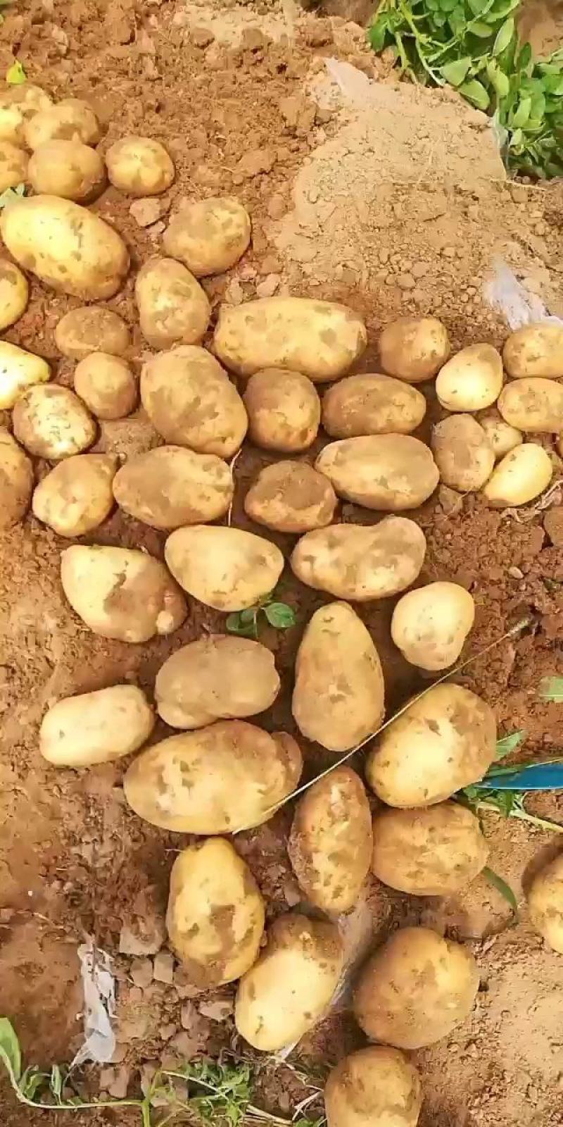 陕西省榆林市靖边县v7土豆货量大按需分拣打包全国能发薯形