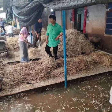 精品优质鱼腥草鱼腥草根折耳根基地直供全国发货