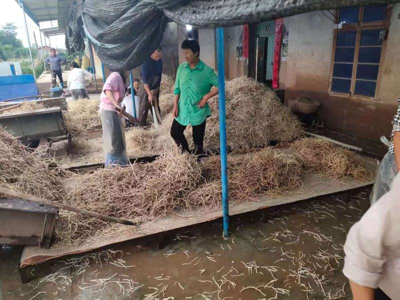 精品优质鱼腥草鱼腥草根折耳根基地直供全国发货