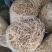 精品优质鱼腥草鱼腥草根折耳根基地直供全国发货