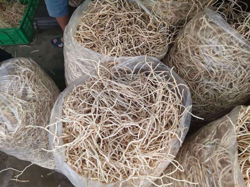 精品优质鱼腥草鱼腥草根折耳根基地直供全国发货