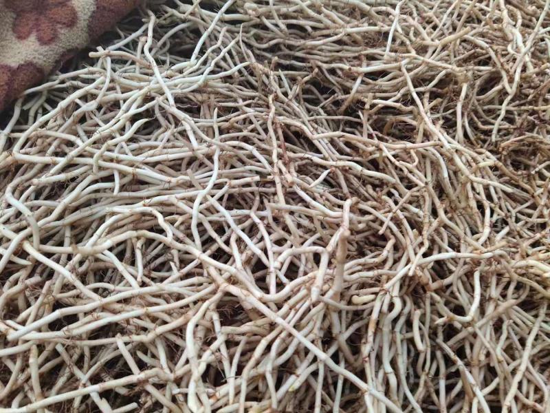 精品优质鱼腥草鱼腥草根折耳根基地直供全国发货