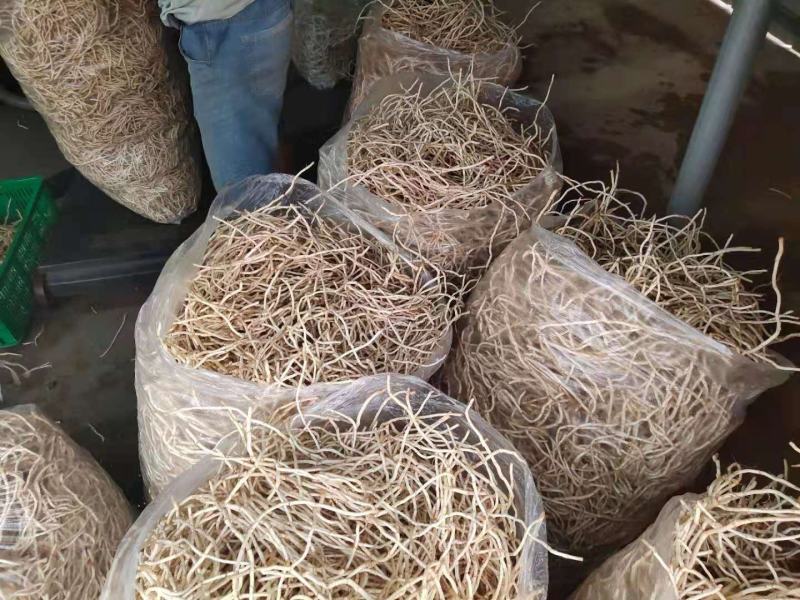 精品优质鱼腥草鱼腥草根折耳根基地直供全国发货