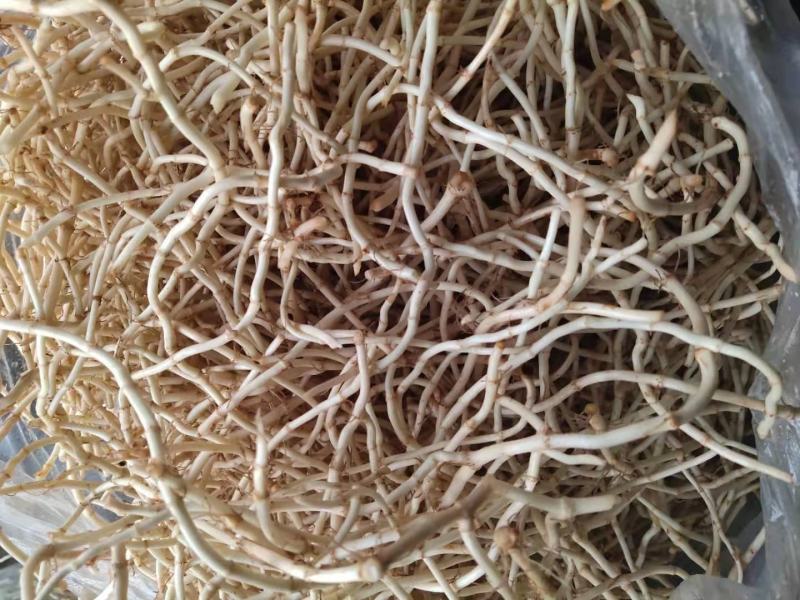 精品优质鱼腥草鱼腥草根折耳根基地直供全国发货