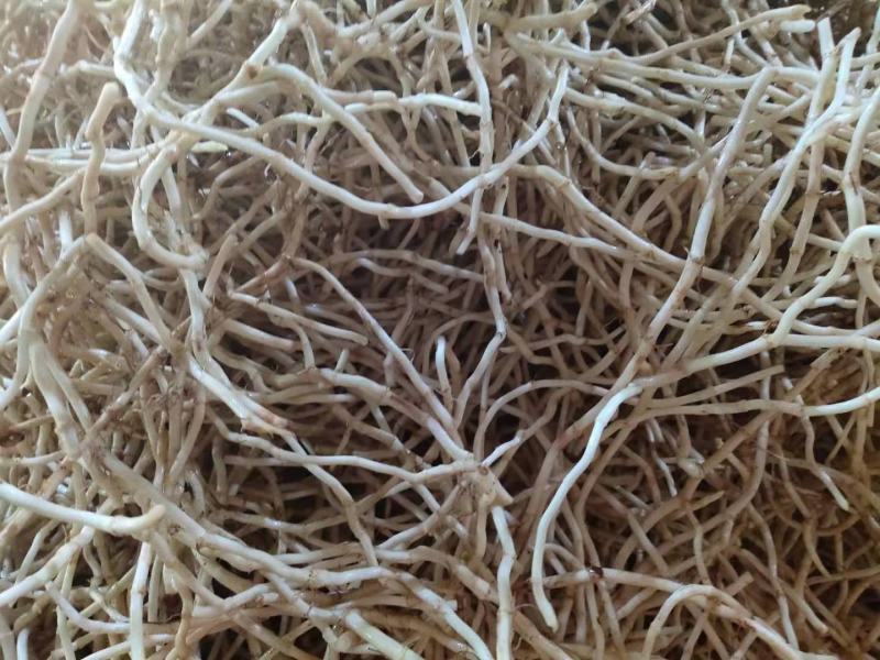 精品优质鱼腥草鱼腥草根折耳根基地直供全国发货